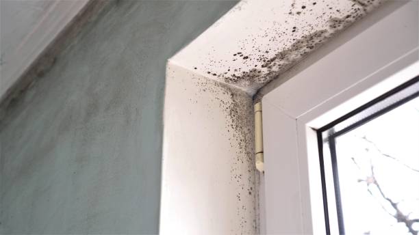 Best Local Mold Removal Service  in Badin, NC