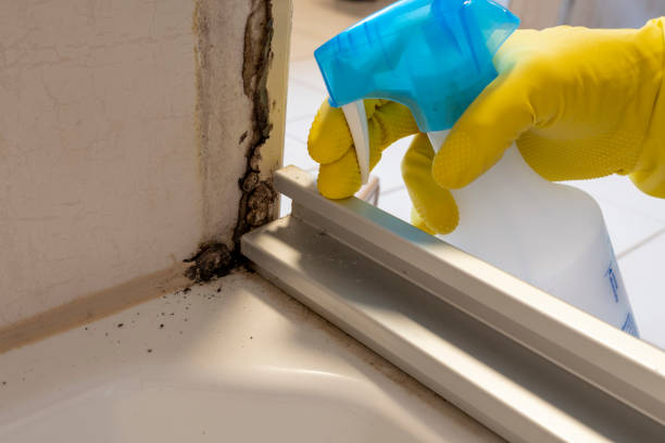  Badin, NC Mold Removal Pros