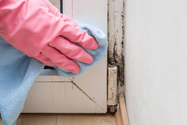 Best Residential Mold Removal  in Badin, NC